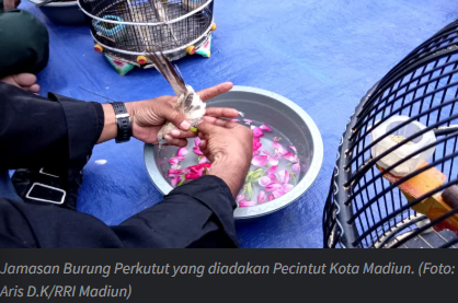 Jaga Tradisi dan Upaya Konservasi, Warga Kota Madiun Adakan Jamasan Perkutut