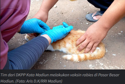 DKPP Kota Madiun Gelar Vaksinasi Rabies untuk Kucing dan Anjing Liar
