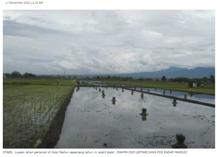 Lahan Pertanian Kota Madiun Menyusut, DKPP: Ketersediaan Gabah Justru Meningkat
