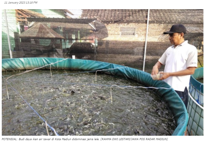 Produksi Lele Kota Madiun Capai 280 Ton