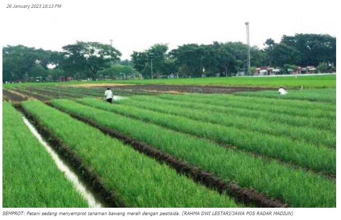 Petani Lirik Bawang Merah Jadi Komoditas Unggulan Non Padi
