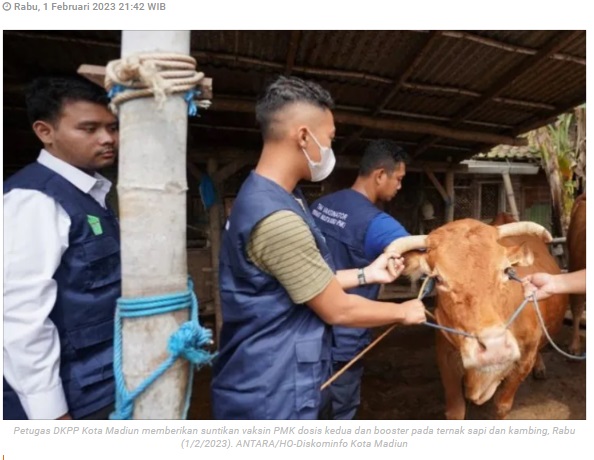 DKPP Kota Madiun gencarkan vaksin ternak sapi-kambing cegah PMK
