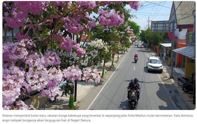 Bunga Tabebuya Kembali Mekar, Bikin Kota Madiun Kian Menawan