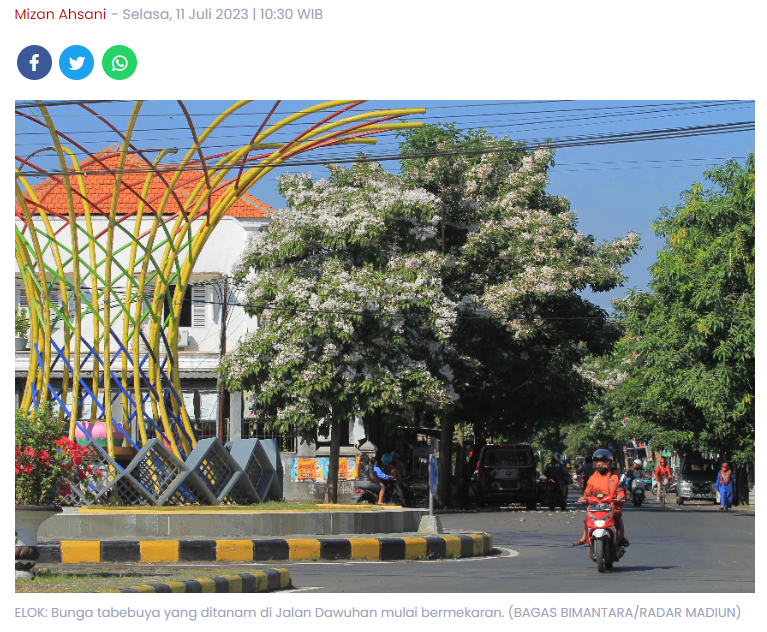 Ribuan Bunga Tabebuya Mekar, Madiun Serasa Jepang