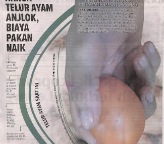 Harga Telur Ayam Anjlok, Biaya Pakan Naik, Peternak Buntung, Pedagang Masih Untung