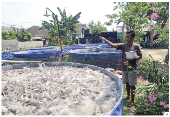 Dapat Bantuan Kolam, Warga Tawangrejo Sukses Budidaya Lele