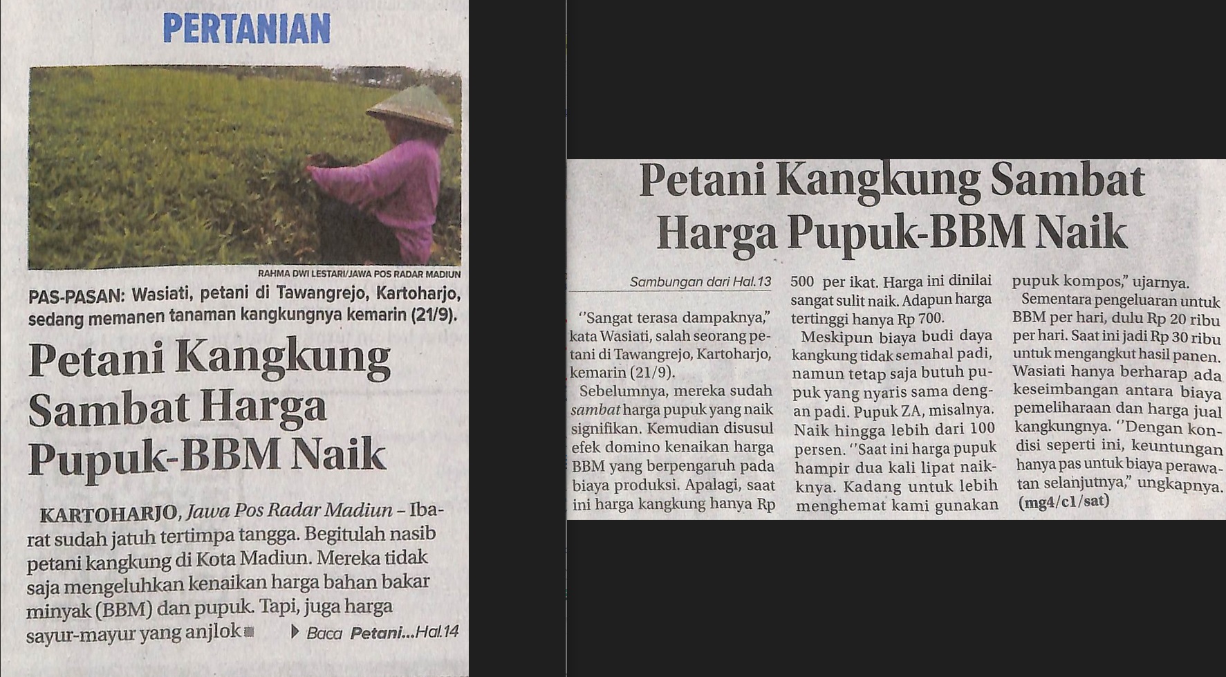 Petani Kangkung Sambat Harga Pupuk-BBM Naik