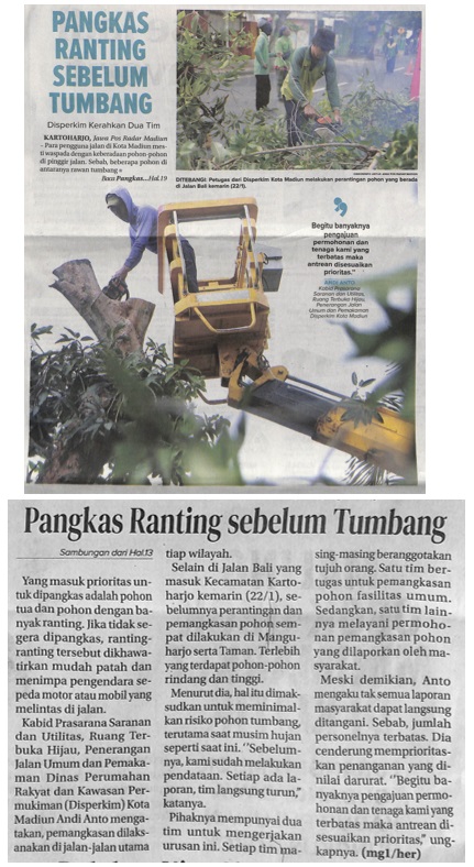 Pangkas Ranting Sebelum Tumbang, Disperkim Kerahkan Dua Tim