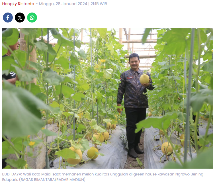 Pemkot Madiun Sukses Budidayakan Melon Golden di Ngrowo Bening Edupark