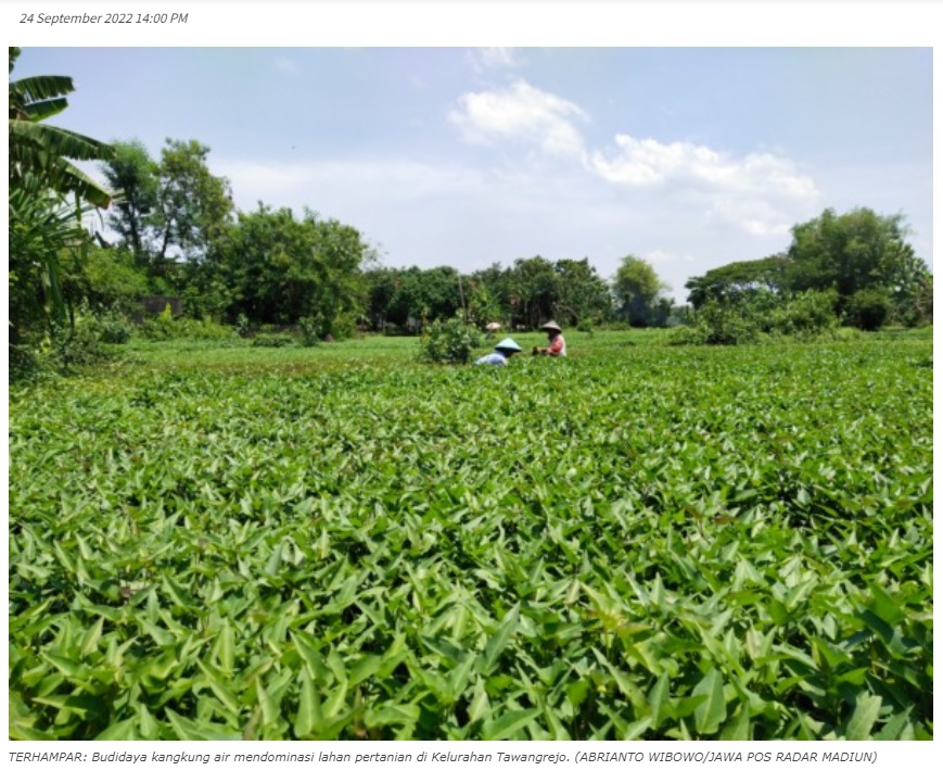 Kangkung Air Buka Peluang Ekonomi Baru