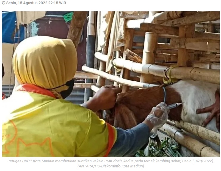 Pemkot Madiun distribusikan 395 dosis vaksin PMK tahap dua