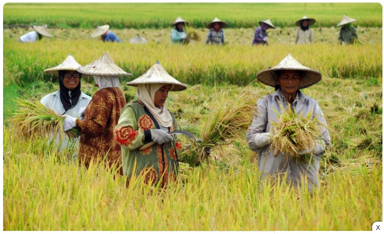 Gagal Panen, Petani Di Madiun Belum Terima Klaim Asuransi, Ini Alasan Kepala DKKP