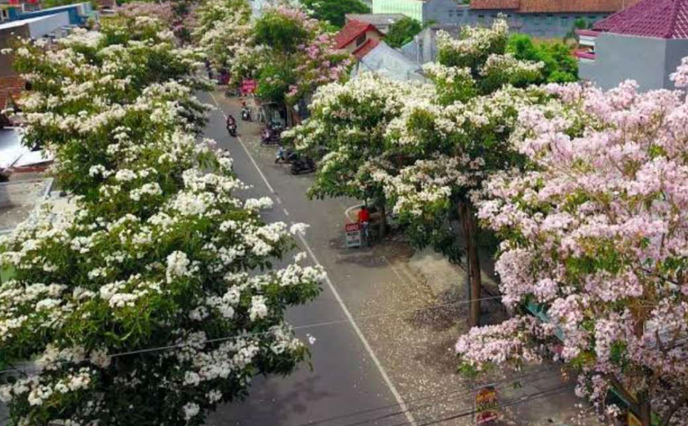 Tabebuya di Kota Madiun Mulai Bermekaran