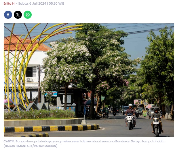 Juli Waktu Terbaik Liburan di Kota Madiun, Tabebuya Mekar Serentak!
