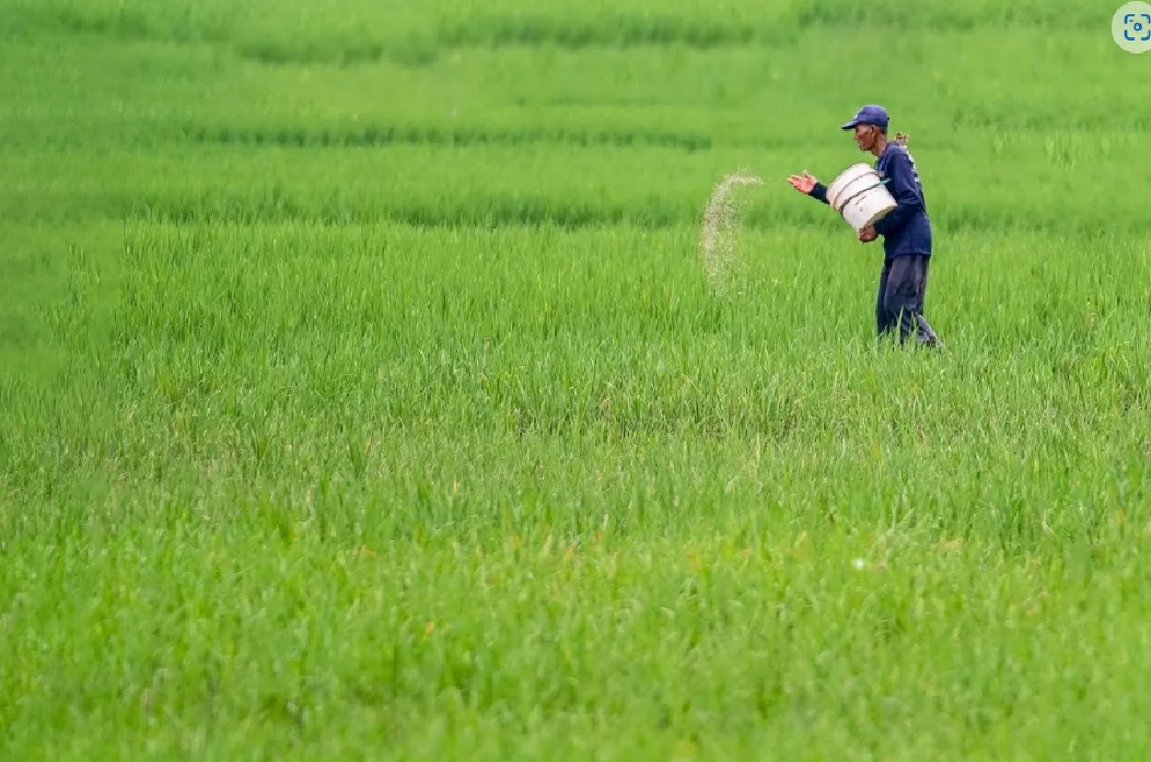 Kota Madiun dapat tambahan alokasi pupuk subsidi urea 266,1 ton
