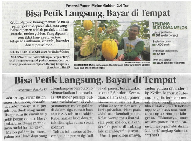Potensi Panen Melon Golden 2,4 Ton Bisa Petik Langsung, Bayar di Tempat