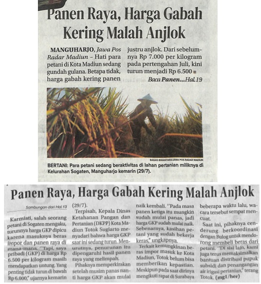 Panen Raya, Harga Gabah Kering Malah Anjlok