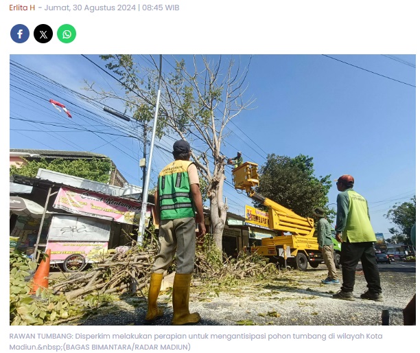 Pohon Besar di Kota Madiun Rawan Tumbang, Disperkim Kota Madiun Kerahkan Tiga Tim untuk Pemangkasan