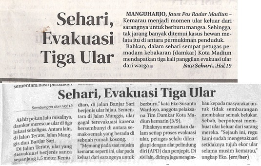 Sehari, Evakuasi Tiga Ular