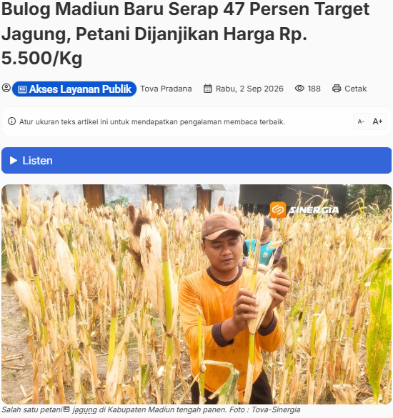 Bulog Madiun Baru Serap 47 Persen Target Jagung, Petani Dijanjikan Harga Rp. 5.500/Kg