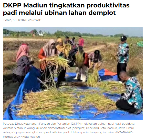 DKPP Madiun tingkatkan produktivitas padi melalui ubinan lahan demplot