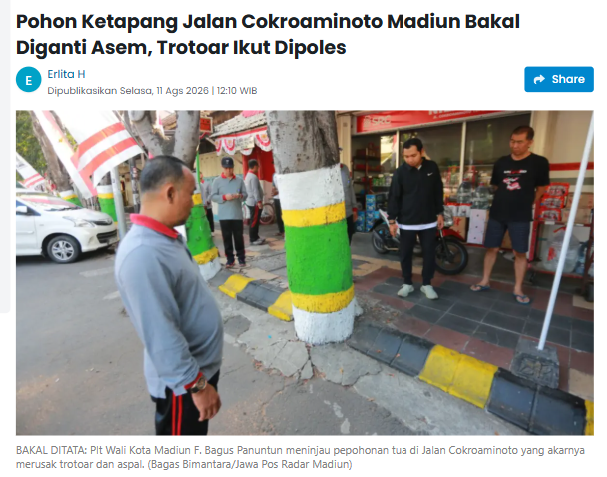 Pohon Ketapang Jalan Cokroaminoto Madiun Bakal Diganti Asem, Trotoar Ikut Dipoles